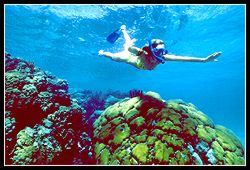 Snorkeler at Hol Chan Marine Reserve