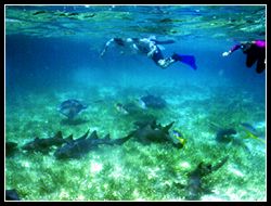 Shark Ray Allley snorkelers