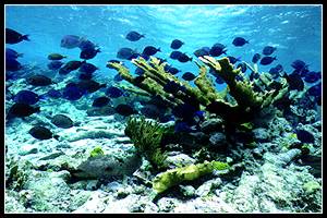 School of Blue Tang