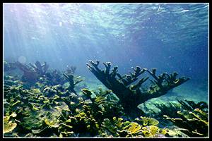 Staghorn Coral