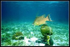 Hogfish in seagrass