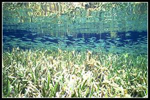 Sea Grass Beds