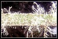 Sea Grass Alga