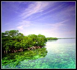 Mangrove islands
